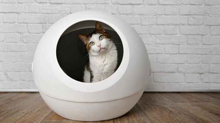Maison de toilette : Astuces pour choisir le meilleur sable pour chats